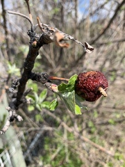 Malus domestica
