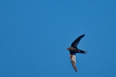 Apus barbatus barbatus