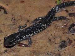 Plethodon chlorobryonis
