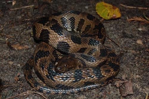 Brown Watersnake