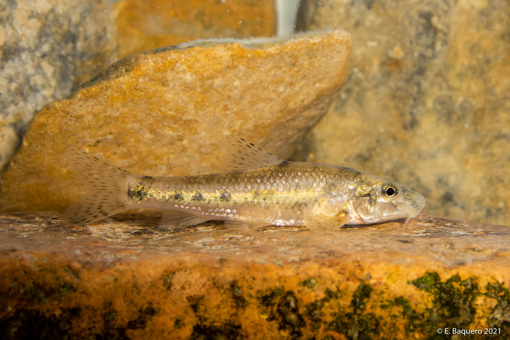 Pyrenean Gudgeon