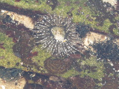 Anthopleura michaelseni