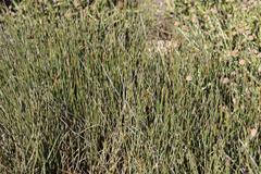 Hypodiscus procurrens