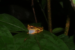 Dendropsophus sarayacuensis