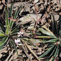 Cyphia dentariifolia
