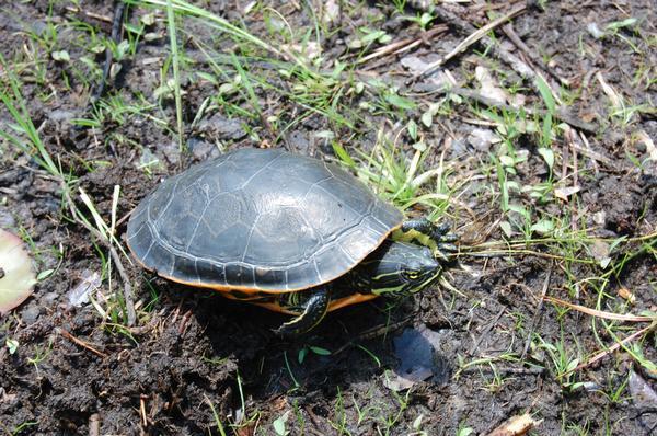 Eastern Chicken Turtle (Turtles of South Carolina) · iNaturalist