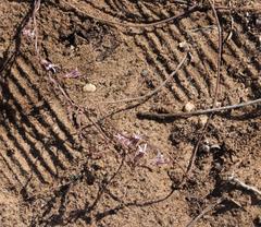 Cyphia dentariifolia