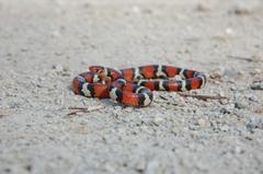 Lampropeltis elapsoides