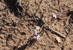 Cyphia dentariifolia