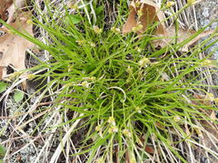Carex tonsa rugosperma