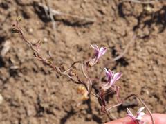 Cyphia dentariifolia