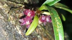Epidendrum rhodovandoides
