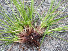 Carex tonsa rugosperma