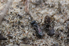Tachysphex nitidus
