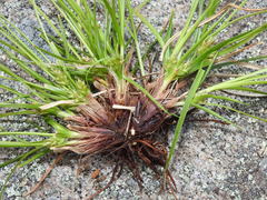 Carex tonsa rugosperma