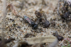 Tachysphex nitidus