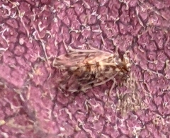 Ectopsocus californicus