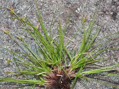 Carex tonsa rugosperma