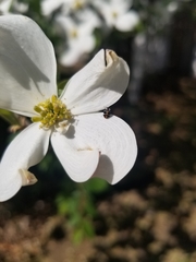 Anthrenus scrophulariae