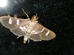 Desmia deploralis
