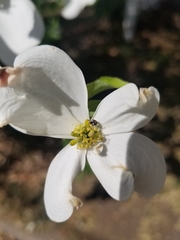 Anthrenus scrophulariae