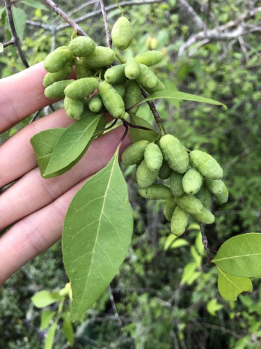 Eastern swampprivet (Forestiera acuminata)