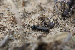 Tachysphex nitidus