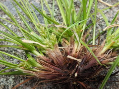 Carex tonsa rugosperma