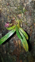Epidendrum rhodovandoides