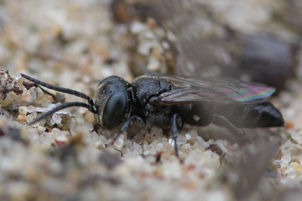 Tachysphex nitidus
