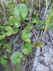 Centella eriantha
