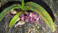 Epidendrum rhodovandoides