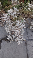 Sedum album