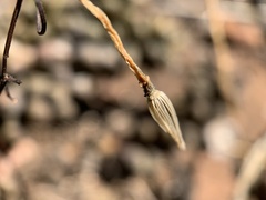 Anacampseros subnuda