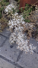 Sedum album