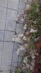 Sedum album