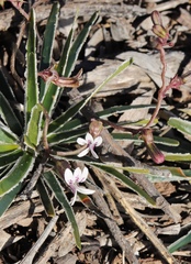 Cyphia dentariifolia