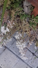 Sedum album