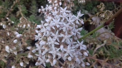 Sedum album