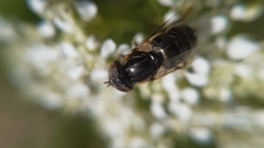 Eristalinus aeneus