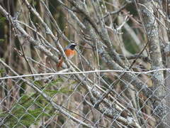 Phoenicurus phoenicurus