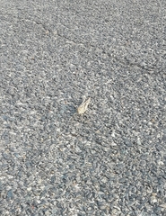 Schistocerca gregaria flaviventris