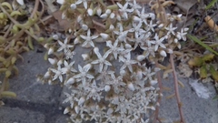 Sedum album