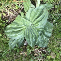Plantago