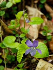 Viola × bavarica