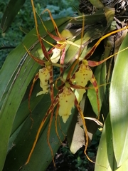 Brassia