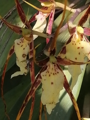 Brassia