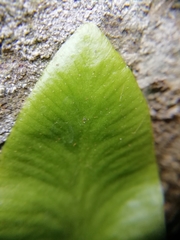 Asplenium scolopendrium