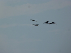 Mycteria leucocephala