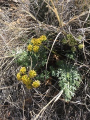 Cymopterus glomeratus